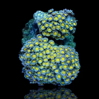 Goniopora sp. Groen met Geel/Oranje kopen | Coralandfishstore.nl