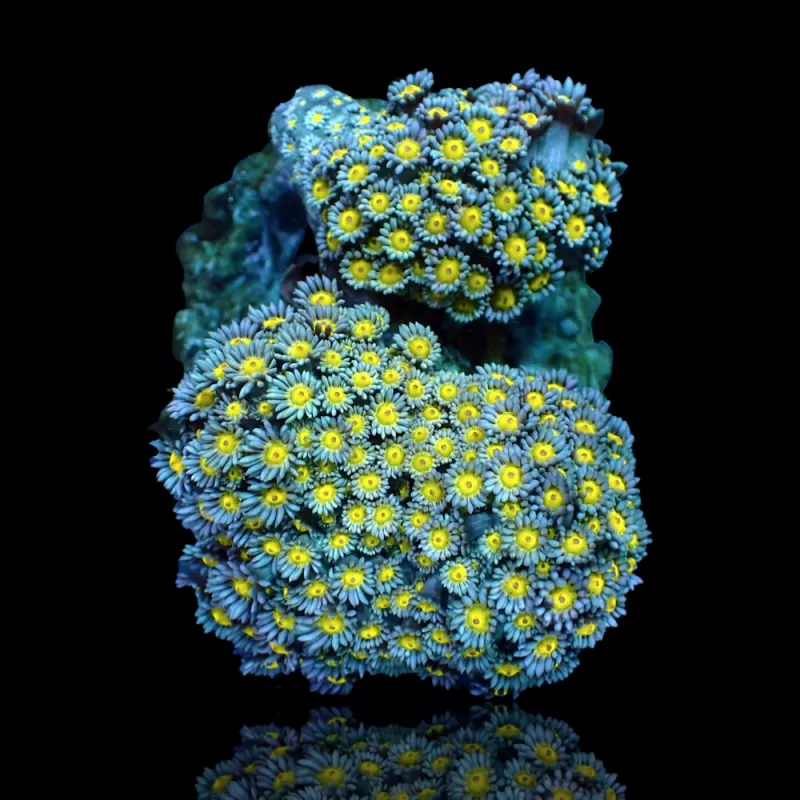 Goniopora sp. Kaufen Sie Grün mit Gelb/Orange | Coralandfishstore.nl