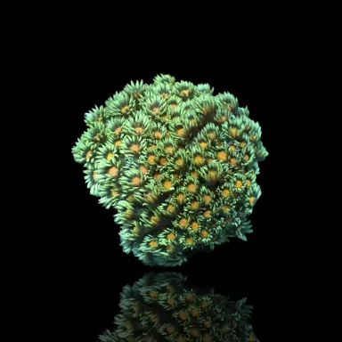Goniopora sp. Groen met Geel/Oranje kopen | Coralandfishstore.nl