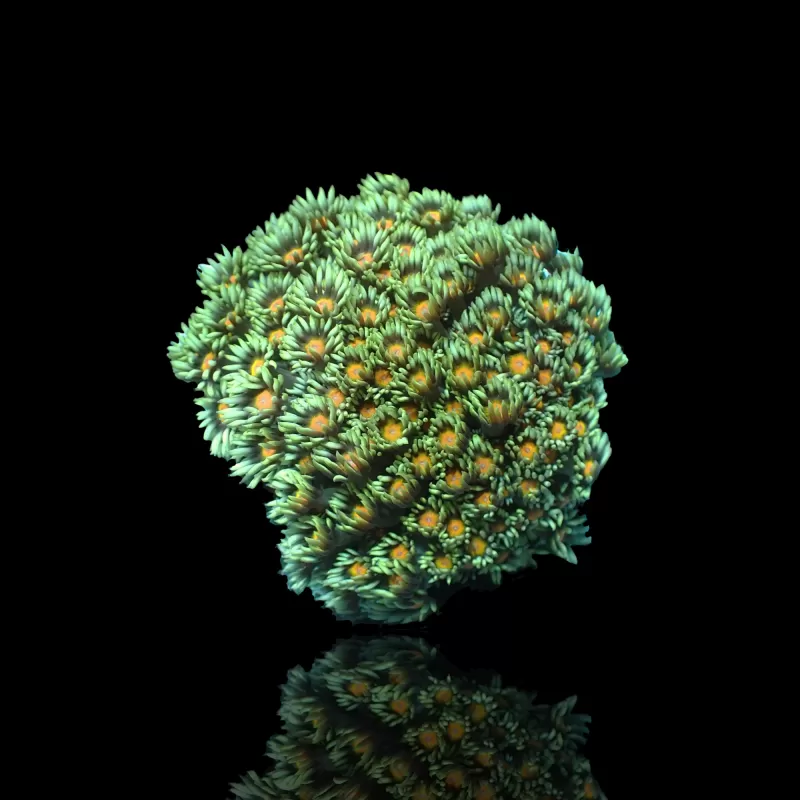 Goniopora sp. Groen met Geel/Oranje kopen | Coralandfishstore.nl