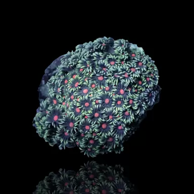 Goniopora Sp Red Heart M-size kopen | Coralandfishstore.nl