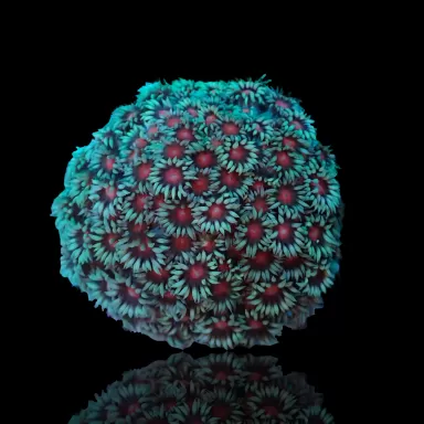 Goniopora Sp Red Heart M-size