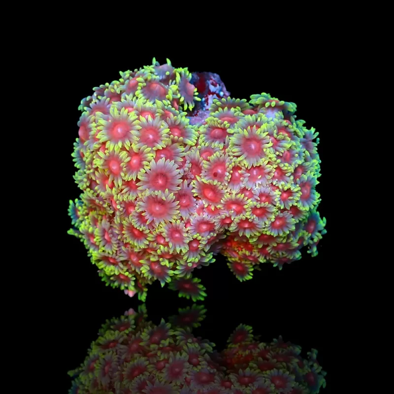 Goniopora Sp Red Heart M-size kopen | Coralandfishstore.nl