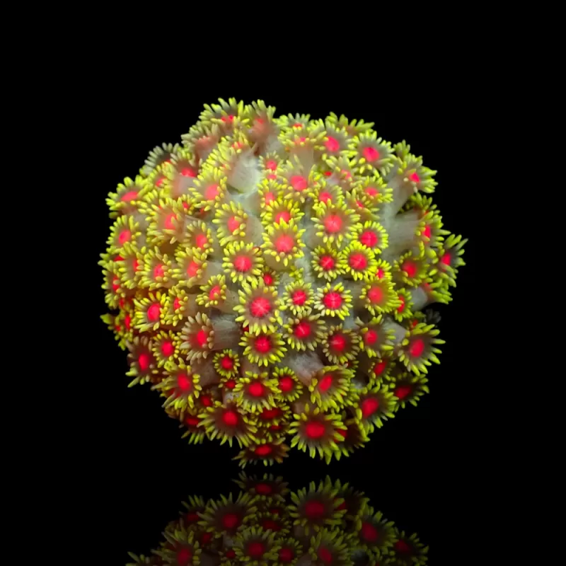 Goniopora Sp Red Heart M-size kopen | Coralandfishstore.nl