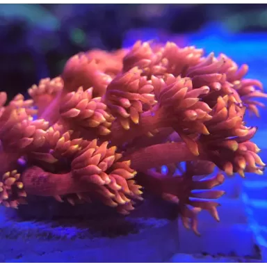 Goniopora sp Australie Red (M)