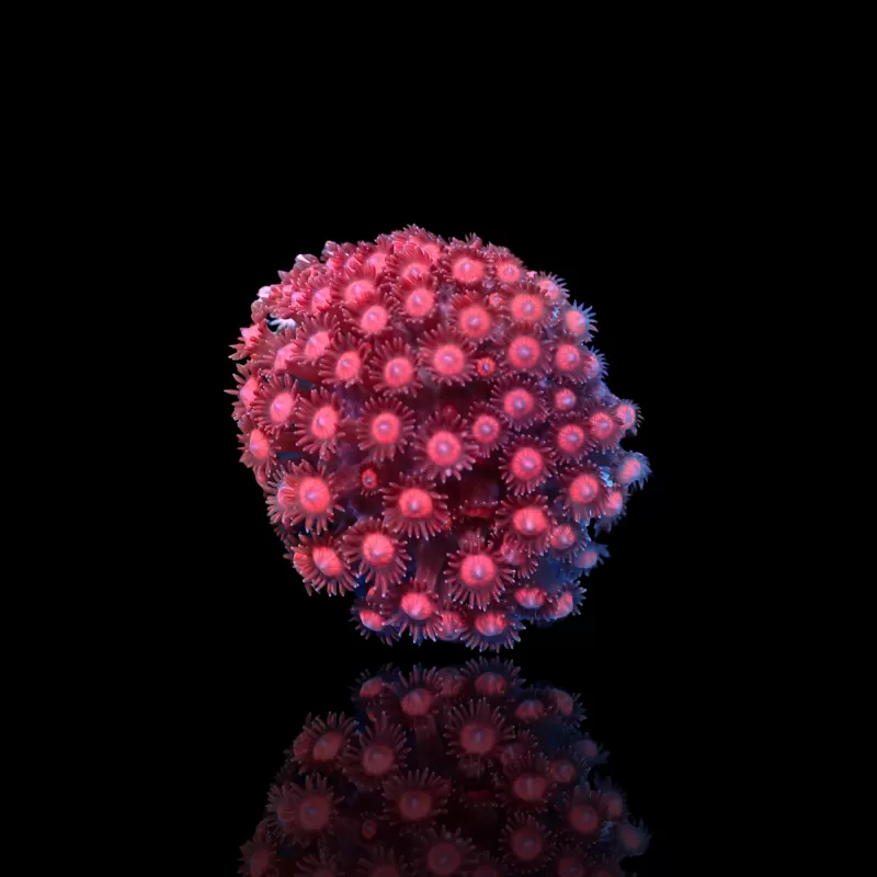 Goniopora sp  Pink / Red bestellen ? l Coralandfishstore.nl