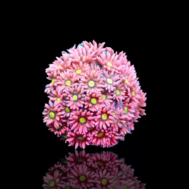 Goniopora sp Pink / Rot bestellen? l Coralandfishstore.nl