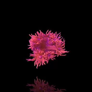 Goniopora sp Pink / Rot bestellen? l Coralandfishstore.nl