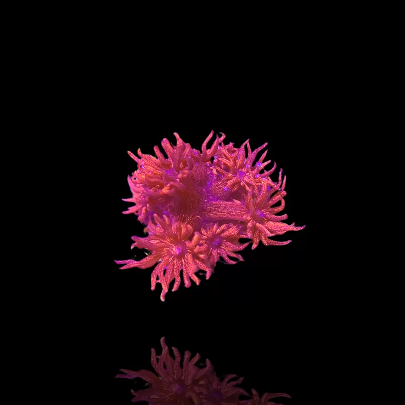 Goniopora sp Pink / Rot bestellen? l Coralandfishstore.nl