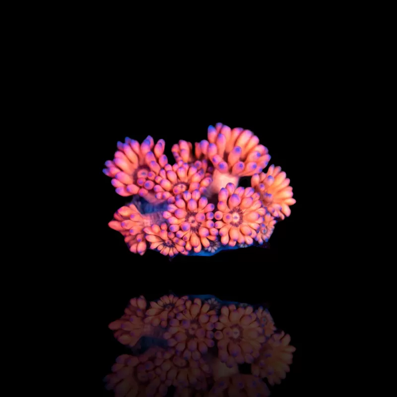 Goniopora sp Pink / Rot bestellen? l Coralandfishstore.nl