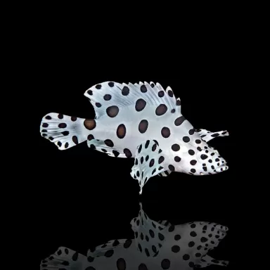 Cromileptes altivelis kopen ? Coralandfishstore