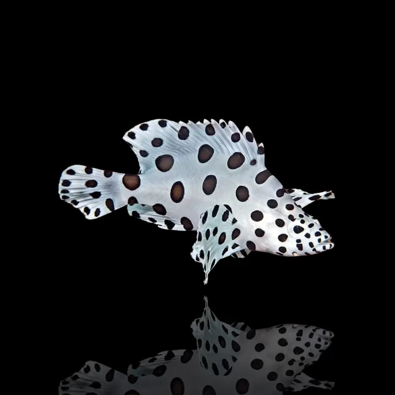 Cromileptes altivelis kopen ? Coralandfishstore