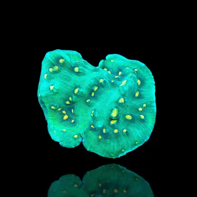 Mycedium Robokaki Chalice Coral  kopen | Coralandfishstore.nl