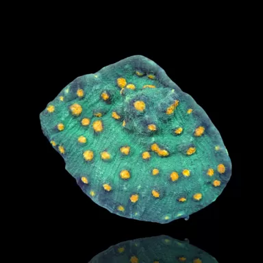 Kaufen Sie Mycedium Robokaki Chalice Coral M-Größe | Coralandfishstore.nl