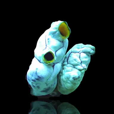 Coral and Fish store - polycarpa-aurata