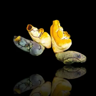 Coral and Fish store - polycarpa-aurata