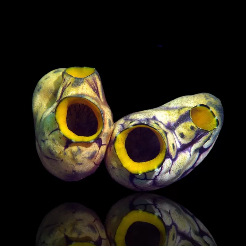 Coral and Fish store - polycarpa-aurata