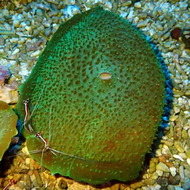 Amplexidiscus Fenestrafer bkopen ? l Coralandfishstore.nl