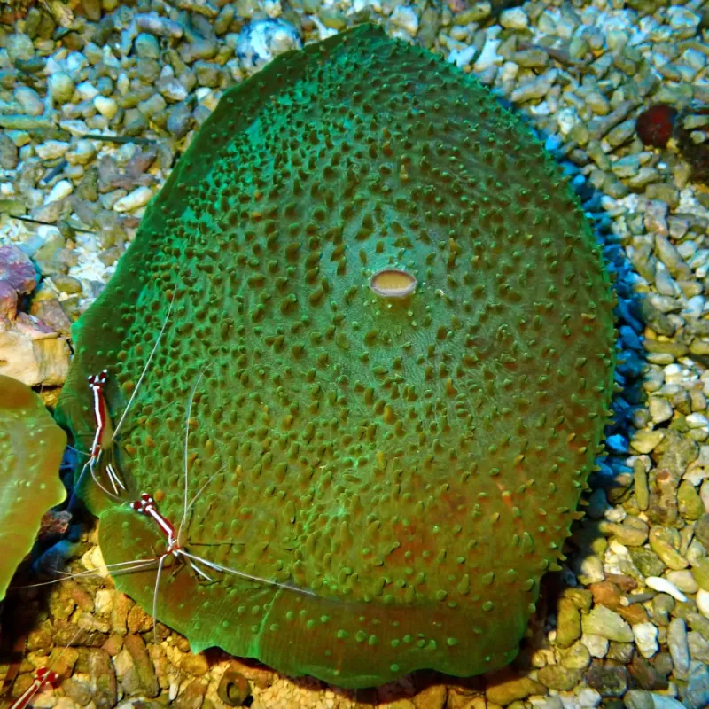 Amplexidiscus Fenestrafer bkopen ? l Coralandfishstore.nl