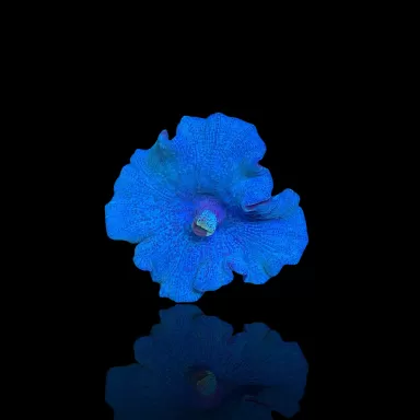 Discosoma Ultra Blue  kopen | Coralandfishstore.nl