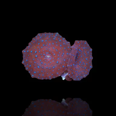 Kaufen Sie Discosoma Red with Blue Spots | Coralandfishstore.nl