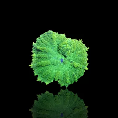 Discosoma groen kopen | Coralandfishstore.nl