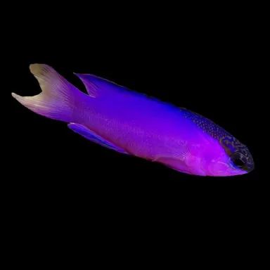 Gramma Melacara| Coralandfishstore.nl