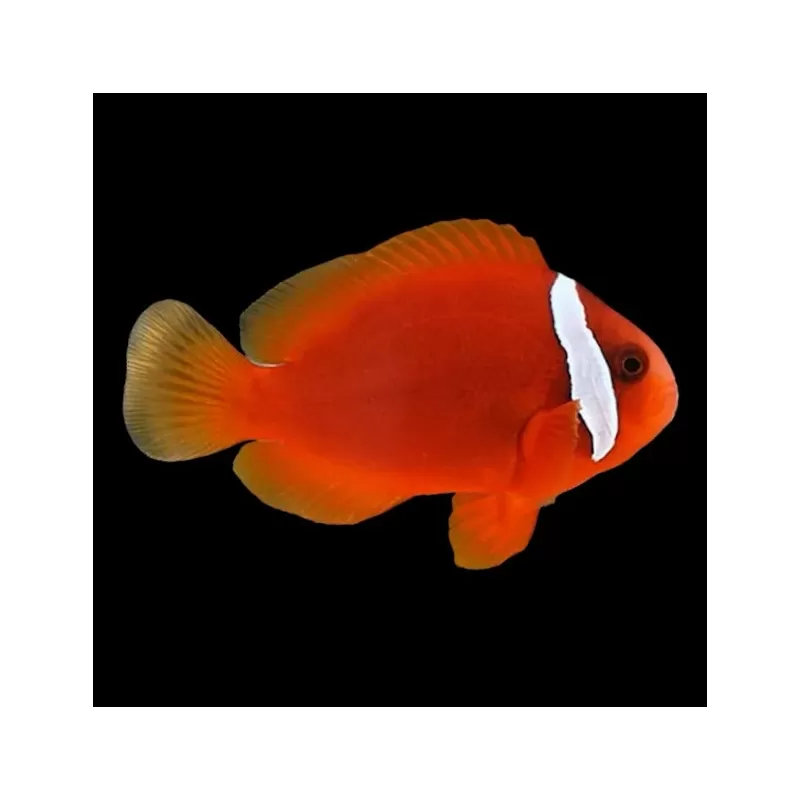 Amphiprion Frenatus| Coralandfishstore.nl
