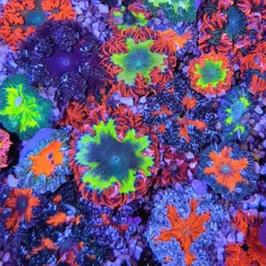 Epicystis Crucifer  Vietnam bestellen ? l Coralandfishstore.nl