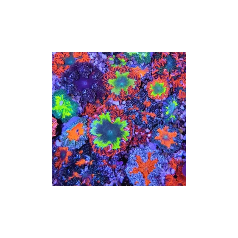 Epicystis Crucifer  Vietnam bestellen ? l Coralandfishstore.nl