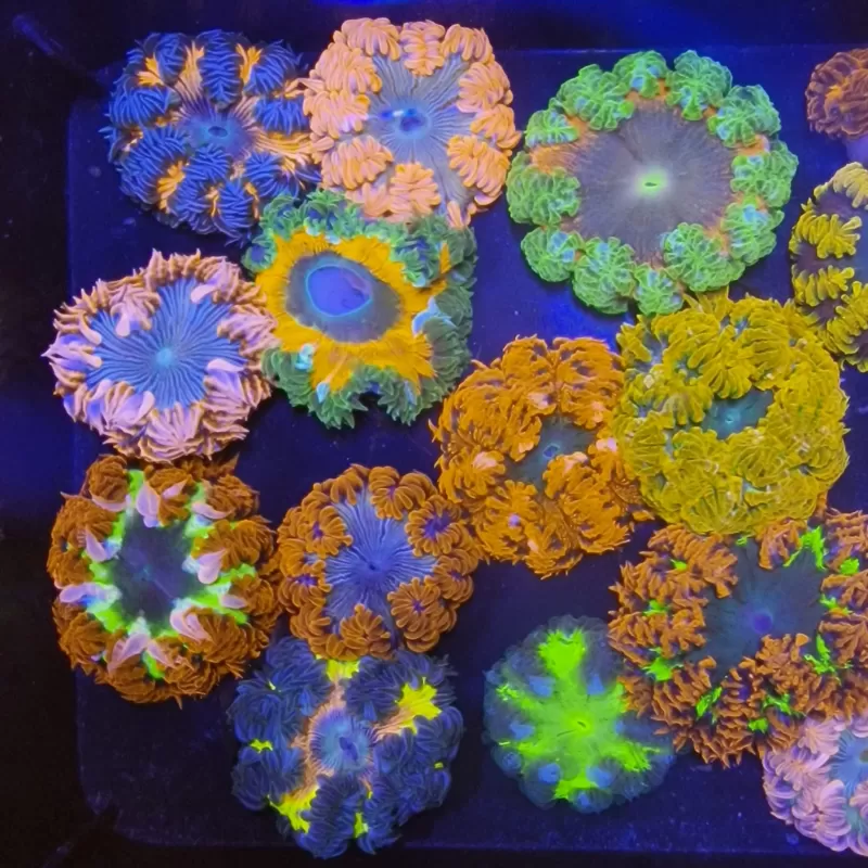 Epicystis Crucifer  Vietnam bestellen ? l Coralandfishstore.nl