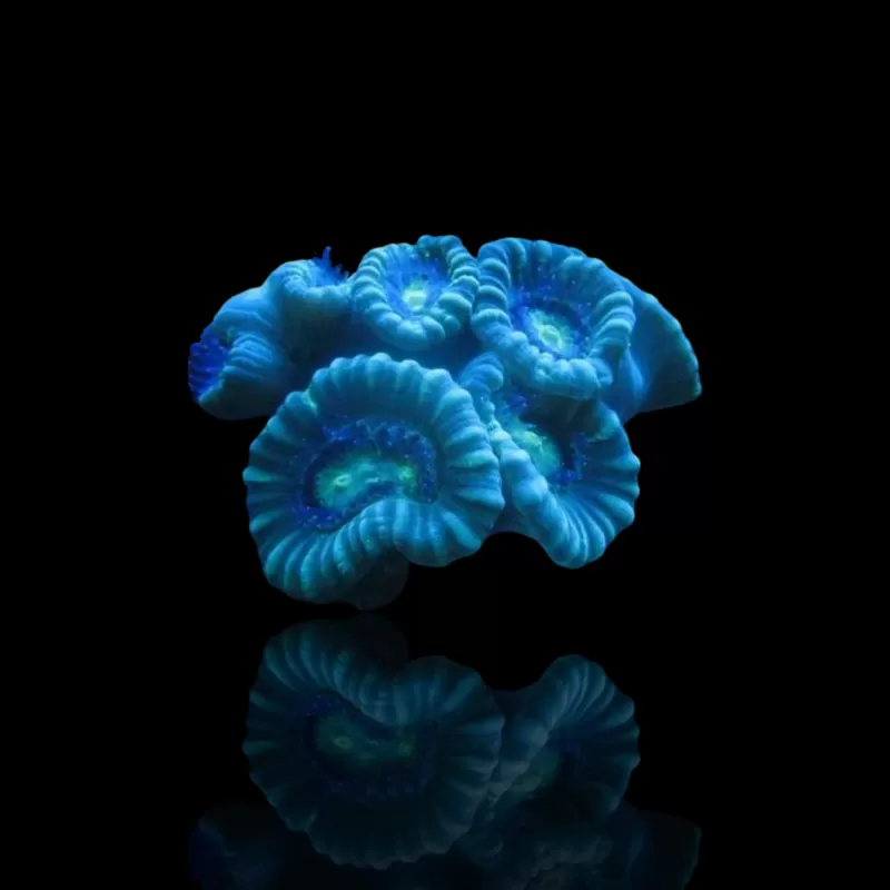 Caulastrea Blue | Coralandfishstore.nl