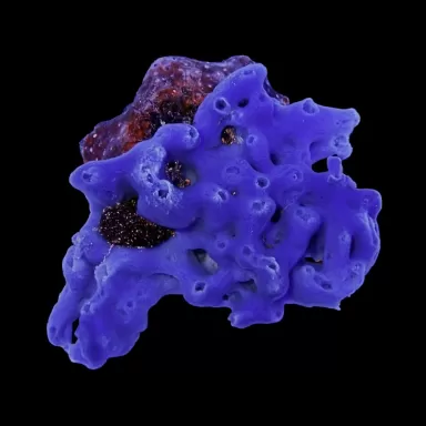 Möchten Sie Haliclona-Schwamm blau kaufen? | Coralandfishstore.nl