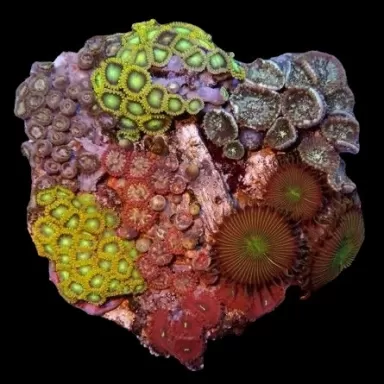 Zoanthus Garden Mix Buttons M-size bestellen ? l Coralandfishstore.nl