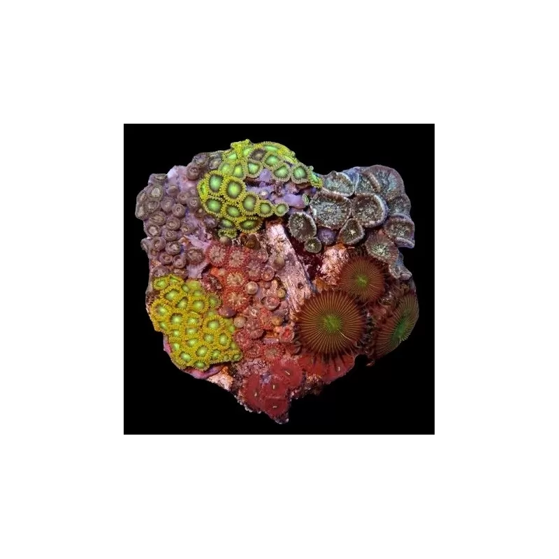 Bestellen Sie Zoanthus Garden Mix Buttons M-Size ? l Coralandfishstore.nl