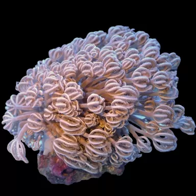 Xenia Umbelata L-size kopen | Coralandfishstore.nl