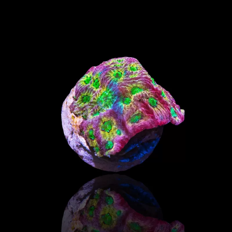 Favites sp Red M-size kopen | Coralandfishstore.nl