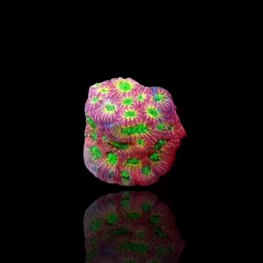 Favites JF DAY-GLO Pentagona