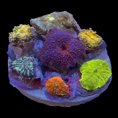 Mushroom Garden Exotic kopen | Coralandfishstore.nl