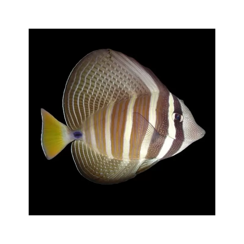 Zebrasoma Veliferum kopen ?| Coralandfishstore.nl