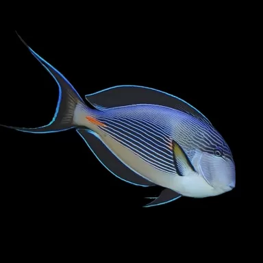 Acanthurus Sohal kopen?| Coralandfishstore.nl