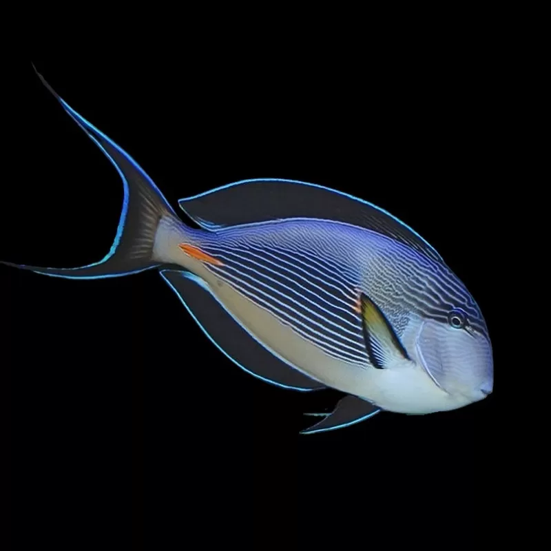 Acanthurus Sohal kopen?| Coralandfishstore.nl