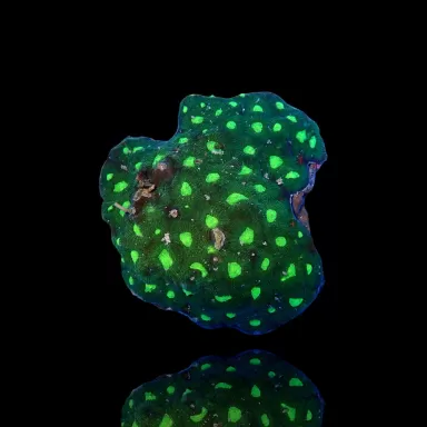 Kaufen Sie Favites Grün S-Größe | Coralandfishstore.nl