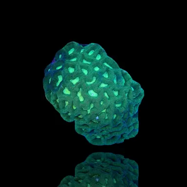 Favites Green S-size