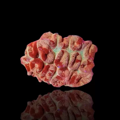 Barabattoia kopen ? | Coralandfishstore