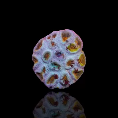 Barabattoia kopen ? | Coralandfishstore