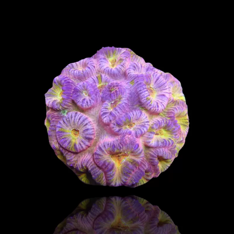 Barabattoia kopen ? | Coralandfishstore