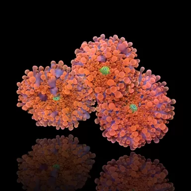 Ricordea Yuma Orange Red with Green Heart kopen | Coralandfishstore.nl
