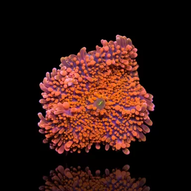 Kaufen Sie Ricordea Yuma Orange Rot mit grünem Herz | Coralandfishstore.nl