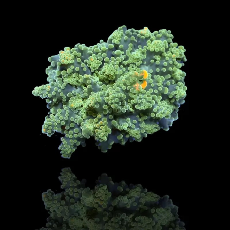 Euphyllia Yaeyamaensis sp. kopen ? | Coralandfishstore